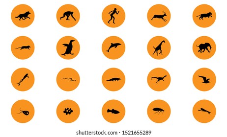 Set of animals icons vector design.  Animals icon collection. Evolution illustration