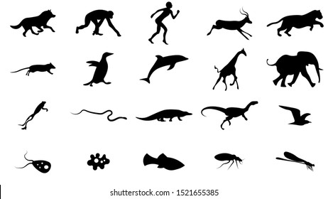 Set of animals icons vector design.  Animals icon collection. Evolution illustration