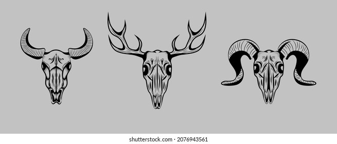 Schädel von Tieren: Hirsch, Stamm, Ziege.