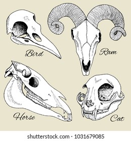 Set of animals skulls. Hand drawn vector illustration.