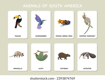 Set of animals of South America. Kid education. Collection of armadillo, anteater, toucan, capybara, frog, sloth, hummingbird. Wild creatures of tropical jungle. Grey background. Vector illustration