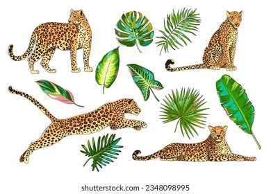 Está rodeado de animales y hojas tropicales. Diferentes poses de leopardo, jaguar o chita. Hojas de palma, hojas de plátano, monstera, Calathea Triostar, Philodendron, dieffenbachia, alocasia. Vector. Caricatura.