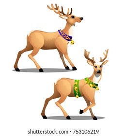Set of animated Christmas deer with beautiful large horns, decorated collars and golden jingle bells isolated on white background. Vector cartoon close-up illustration. 
