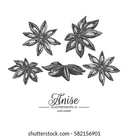Set of Anise. Hand drawn collection by ink and pen sketch. Isolated vector elements can use for herb products and health care goods packaging.