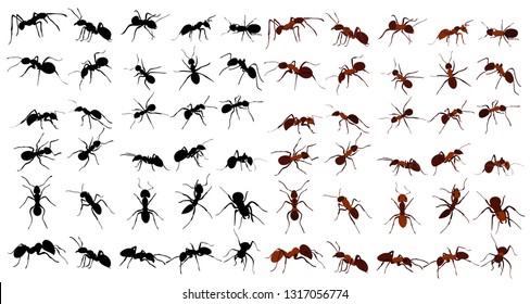 set of ant