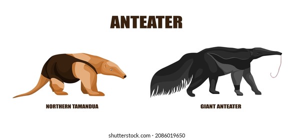 Set anteaters illustration on isolated white background. Vector illustration two animals from South America giant anteater and tamandua northern. Simple design characters wildlife in flat style.