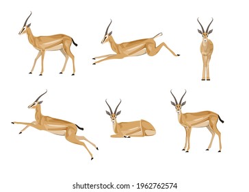 Set of antelopes on a white background. A collection of animals in different poses. Gazelle