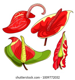 set  is anthurium flower flamingo  vector illustration