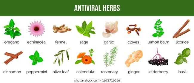 Set of antiviral herbs. food sources and spices to neutralize viruses. healthy lifestyle. Stop coronavirus. Herbal and alternative medicine, coronavirus prevention, health care. Vector illustration