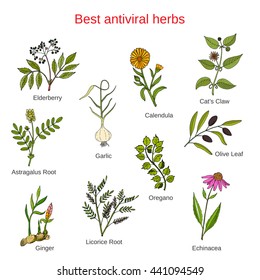 Set of antivitral herbs, elderberry, garlic, ginger, olive, oregano, rosemary. Vector illustration