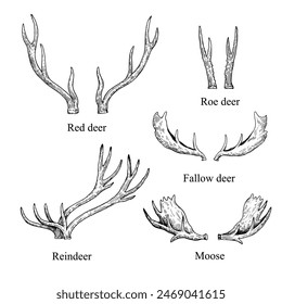 Set of antlers of various types animals, deers and elk. Vector black and white ink illustration.