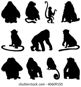 Set of Apes and Monkeys Silhouettes in Different Poses. High Detail, Very Smooth. Vector Illustration. 