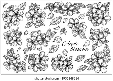 Set Of Apple Flowers. Apple Blossom, Tree Branch. Vector Illustration In Graphic Hand Draw Sketch Style. Linear Art.