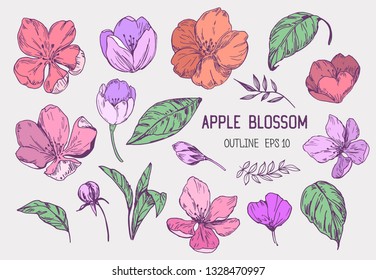 Set of apple flowers. Hand drawn illustration converted to vector. Isolated