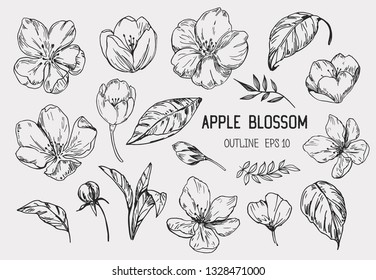 Set of apple flowers. Hand drawn illustration converted to vector. Isolated