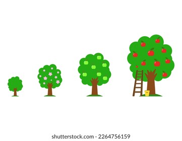 Set of apple fruit tree growing process. Orchard garden harvest. Development stage.