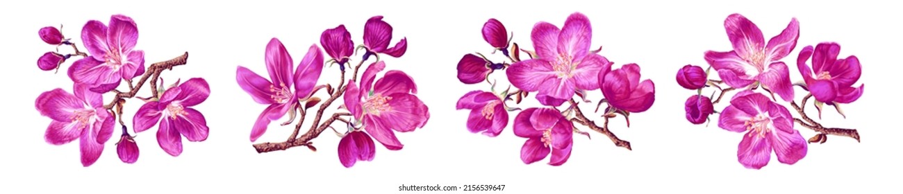 Set of apple tree branches. Spring pink flowers. Flowering fruit tree. Vector highly detailed, realistic plants for your designs, prints, postcards, advertising banners, social media posts.