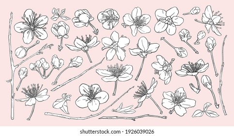 Set of apple tree flowers, leaves, petals.  Botanical design elements.  Cherry blossoms. Sakura.  Hand drawn line art style.