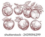 Set of apples. Apple fruit, branch with leaves. Hand drawn sketch engraving style vector illustration