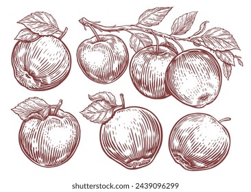 Set of apples. Apple fruit, branch with leaves. Hand drawn sketch engraving style vector illustration