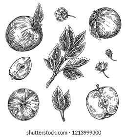 Set of apples. Branch with leaves, flowers, fruit, slice. Engraving. style. vector illustration.