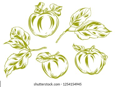 Set of apples and leaves. Stylized hand drawn fruits.