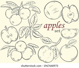 Set of apples, sketch. Vector collection of different apples. Fruits on a branch, half and quarter. Branch of a tree and fruits. Hand drawing.