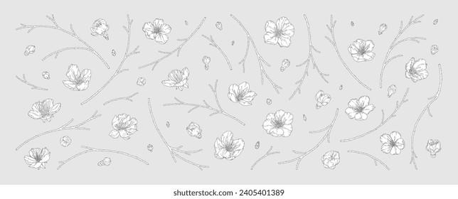 Set of apricot blossoms and branches. Hand drawn cherry flowers, buds, and twigs in modern line art style. Black elements outline with white fill, vector illustration