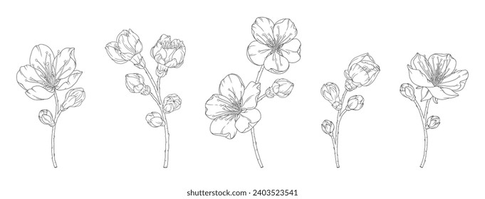 Conjunto de ramas de albaricoque con flores y brotes de flor, ilustración vectorial. Esbozo de la rama floreciente de los árboles frutales de primavera, estilo de arte de línea