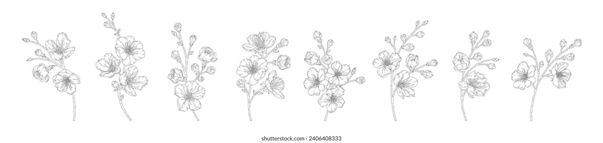 Conjunto de ramas de albaricoque con flores y brotes de flor, ilustración vectorial. Esbozo de la rama floreciente de los árboles frutales de primavera, estilo de arte de línea