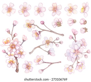 Set of apricot branches and flowers.