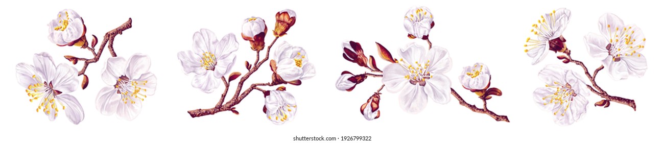 Set of apricot branches. Spring white flowers. Blooming fruit tree. White vector highly detailed, realistic plants for your designs, prints, postcards, advertising banners, social media posts