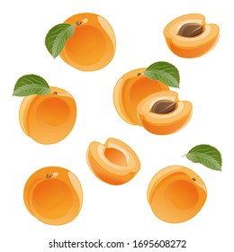 Set apricot drawing, apricots, apricot slices, half apricot, isolate on a white background. Vector image