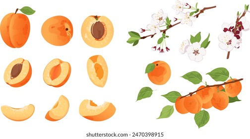 Set with apricot flower, apricot on a branch, a whole apricot and half a fruit. Flat vector apricot set.