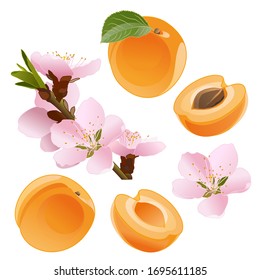 Set apricot and flowers, blooming apricot, sliced apricot, half apricot, isolate on a white background. Vector image