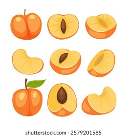 Set of apricot fruit collection kit with apricot flowers, apricot branches, green leaves, slice, cut, half and whole apricot fruit, isolated on white background, flat vector illustration cartoon.