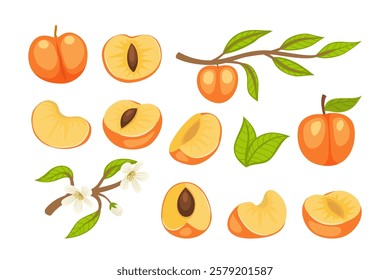 Set of apricot fruit collection kit with apricot flowers, apricot branches, green leaves, slice, cut, half and whole apricot fruit, isolated on white background, flat vector illustration cartoon.