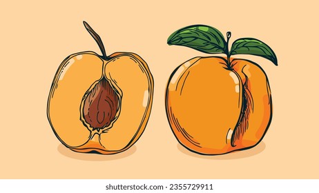 Set of Apricot fruit, Vector illustration in one line sketch style, flat hand drawn sketch, Colorful fruit with shadow and light, isolated on colored background.