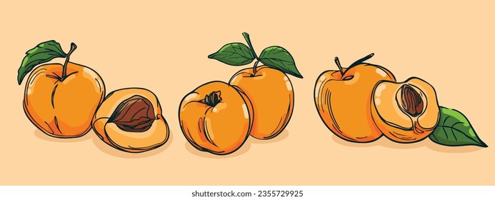 Set of Apricot fruit, Vector illustration in one line sketch style, flat hand drawn sketch, Colorful fruit with shadow and light, isolated on colored background.