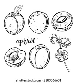 Set of apricot isolated on white background. Hand drawn vector illustration, sketch. Elements for design.