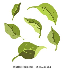 Set of apricot leaves, apple, plum, cherry. Collection of leaves. Vector floral elements illustration.