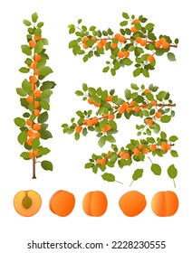 Conjunto de ramas de árbol de albaricoque con frutos maduros. Planta de jardín con cosecha comestible. Aislado sobre fondo blanco. Rama con follaje y hojas. Vector.