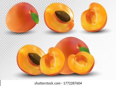 Set of apricot are whole and cut in half. Fresh fruit apricot on transparent background. 3d realistic apricot from different angles. Nature product. Vector illustration