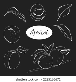 Set of apricot.  Whole and half an apricot. Slice of apricot. Isolated on white background. Vector illustration. Fruits and leaves set. Digital hand drawn illustration.