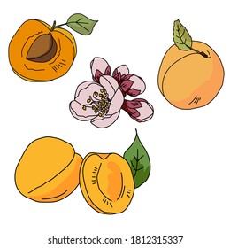 A set of apricots in different variations, whole fruit, apricot with stone, flowering twig, fruits with leaves. Vector illustration for design and creativity