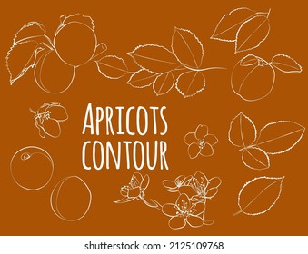 Set of apricots with leaves and flowers, linear, outline only, no fill. Vector graphics