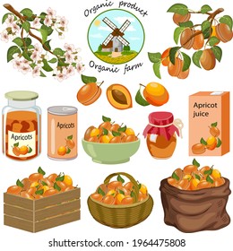 Set with apricots and their products.Branches with apricots and products from apricot on a white background in vector illustration.