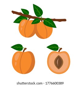 Set of apricots - a whole apricot, half and two apricots on a twig. Fruit isolated on a white background. Stock vector illustration.