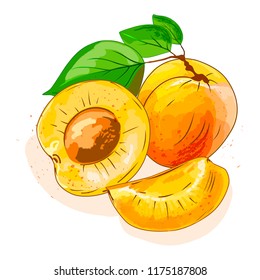 A set of apricots whole fruit and slice with leaves on a white background. Vector