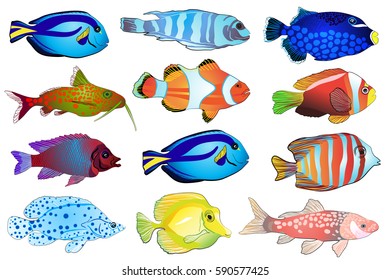 Set of aquarium fish. Flat design fish. Vector illustration